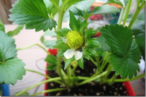 gardenstrawberrycloseupday1_thumb.jpg