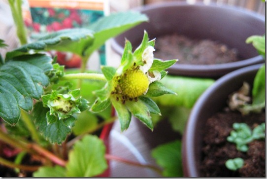 gardenstrawberrycloseupday21_thumb.jpg