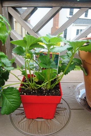 gardenstrawberryday1.jpg