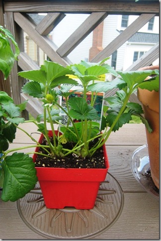 gardenstrawberryday1_thumb.jpg