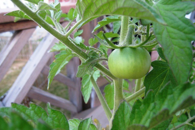gardentomatocloseupday21.jpg