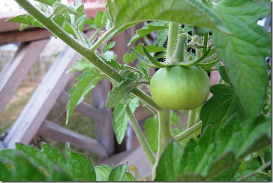 gardentomatocloseupday21_thumb.jpg