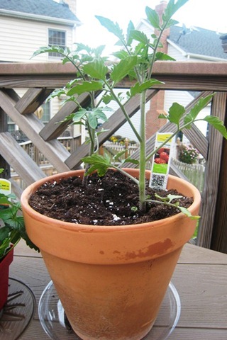 gardentomatoplantday1.jpg