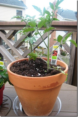 gardentomatoplantday1_thumb.jpg