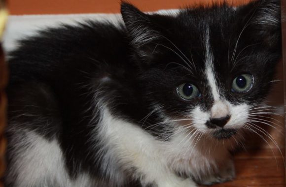 pipper_kitten